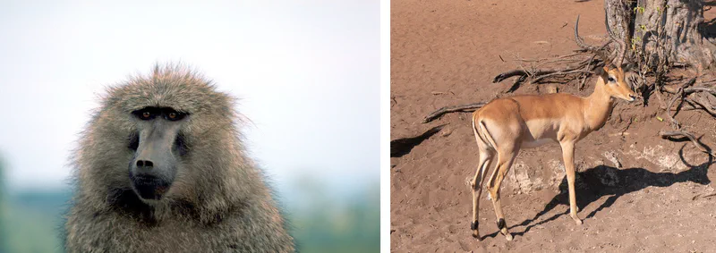 A baboon and an impala, side by side