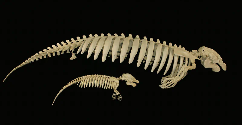 A manatee skeleton — a fish-like tail below, and finger bones inside each flipper