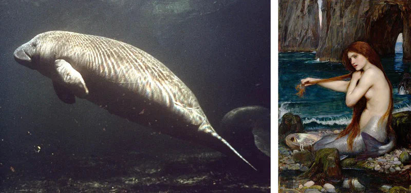 Left: a real manatee. Right: John William Waterhouse’s “A Mermaid” (1900). They really don’t look alike.