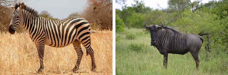 A zebra and a wildebeest, side by side