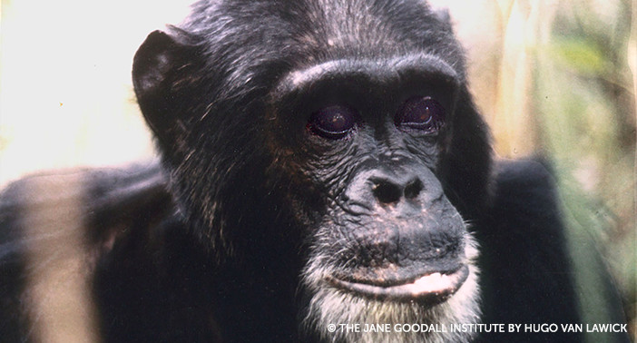 David Greybeard, the chimpanzee who first trusted Jane Goodall (© The Jane Goodall Institute / Hugo van Lawick)