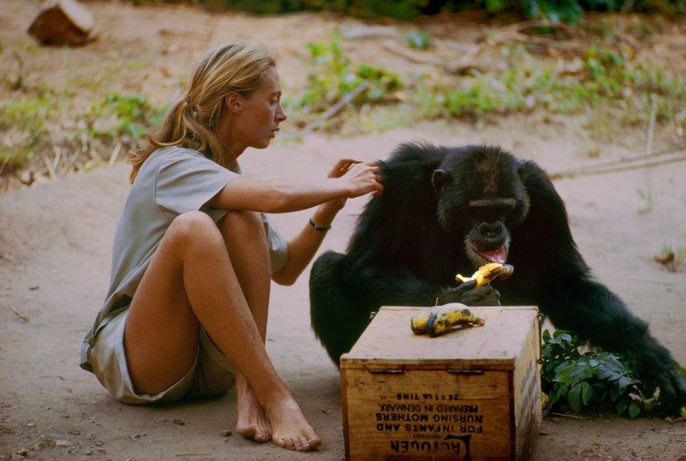 A young Jane Goodall reaches out to David Greybeard as he feeds, Gombe (photo: Hugo van Lawick / National Geographic)