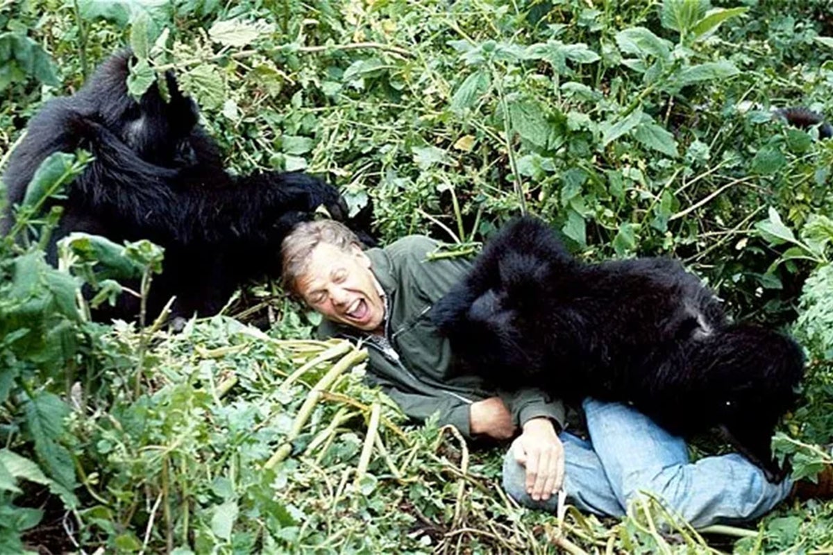 David Attenborough among the mountain gorillas, Rwanda, 1978