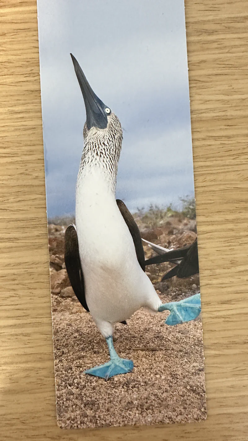 A bookmark printed with blue-footed boobies in various expressions and poses